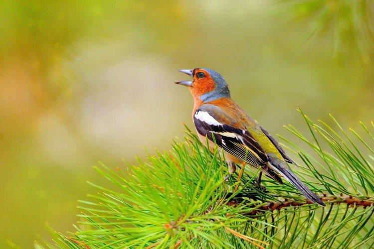 Зяблики – фото птицы