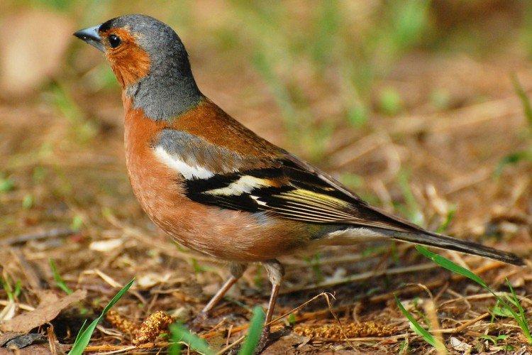 Зяблики – фото птицы