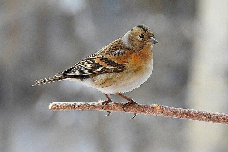 Зяблики – фото птицы