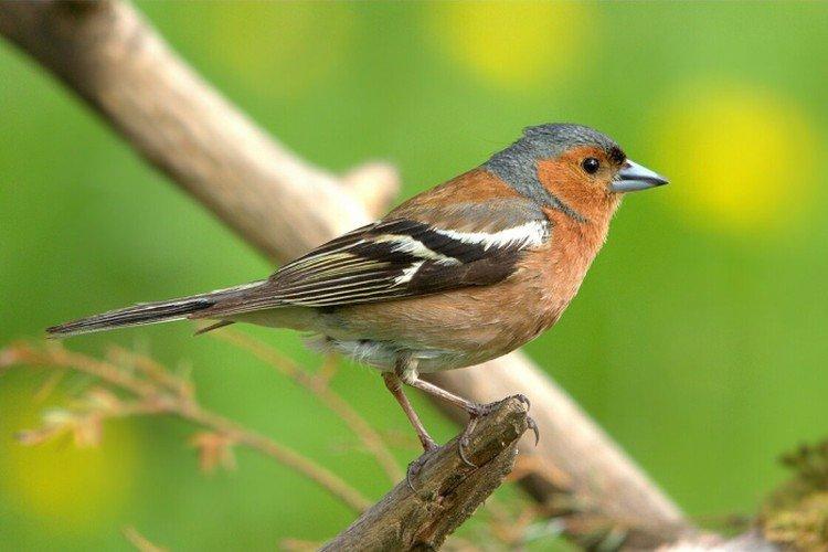 Зяблики – фото птицы