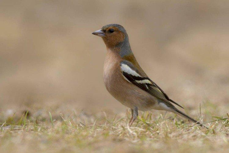 Зяблики – фото птицы