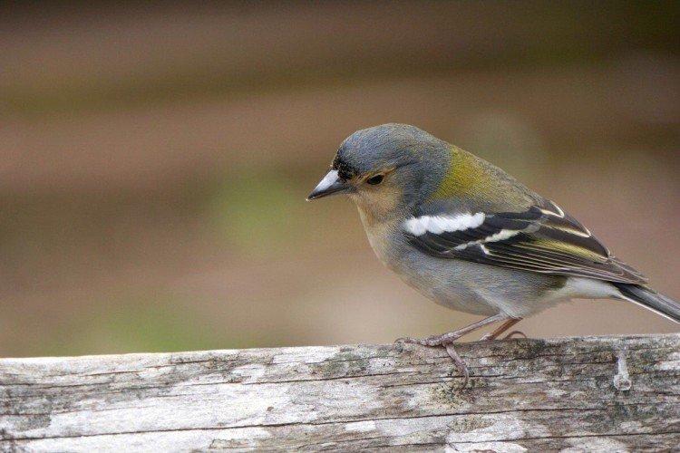 Зяблики – фото птицы