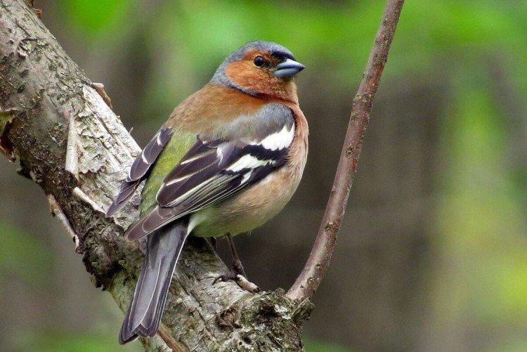 Зяблики – фото птицы