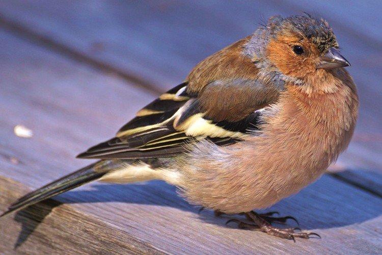 Зяблики – фото птицы