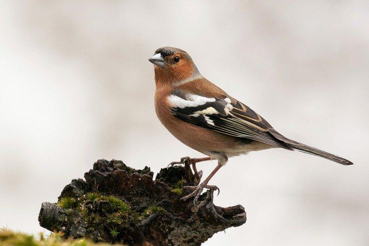 Зяблики – фото птицы