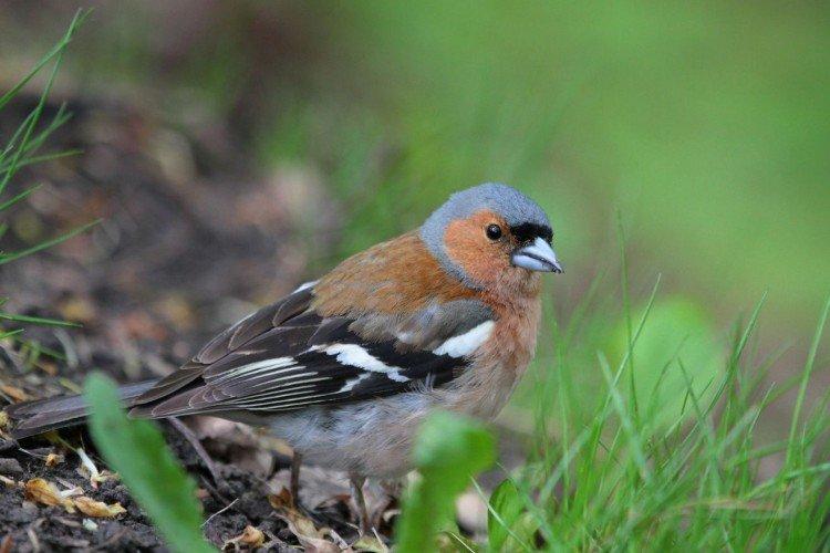 Кавказский зяблик