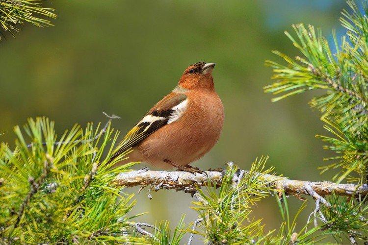 Места обитания