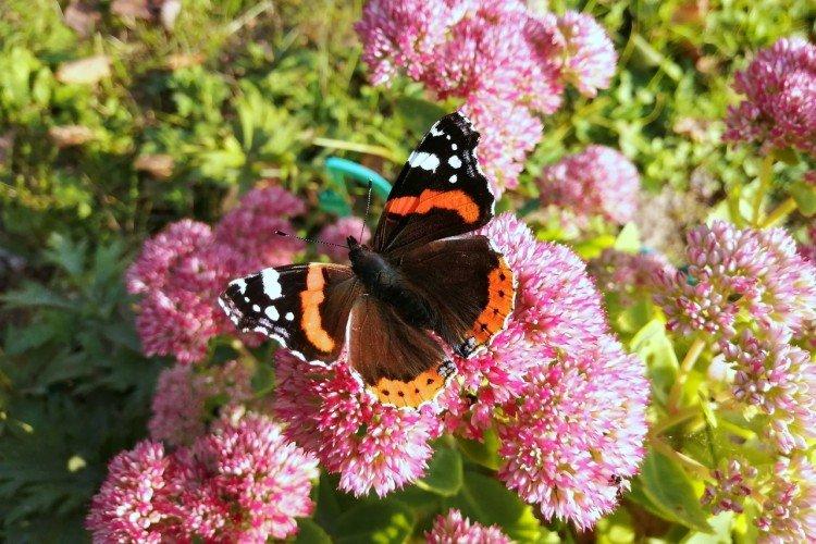 Бабочка адмирал – фото