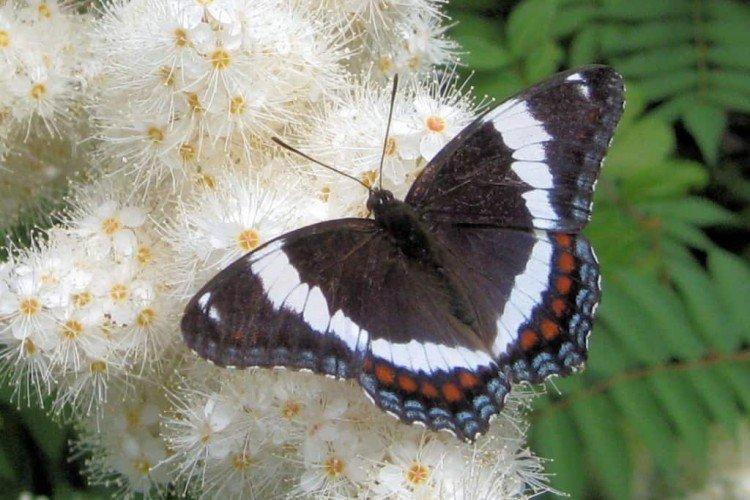 Бабочка адмирал – фото