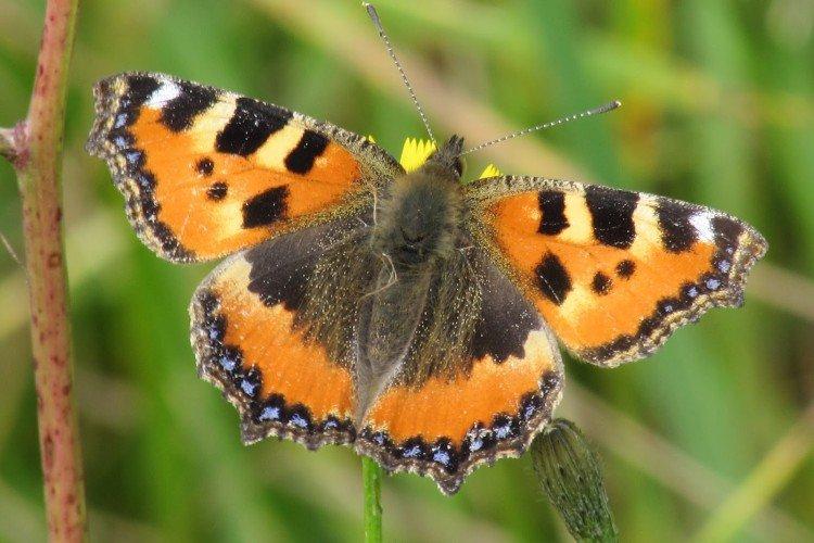 Естественные враги