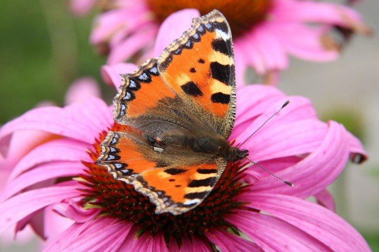 Бабочка крапивница – фото