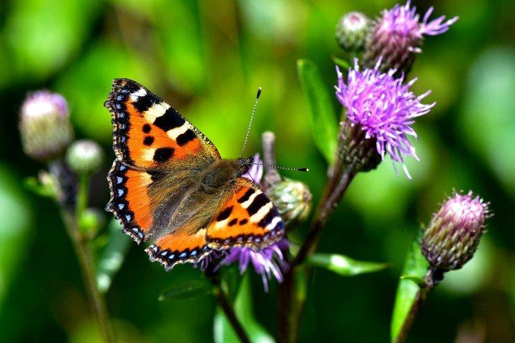 Бабочка крапивница – фото