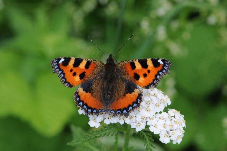 Размножение крапивницы