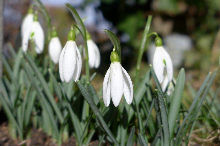 Борьба с вредителями и болезнями