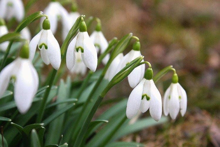 Белоснежный подснежник