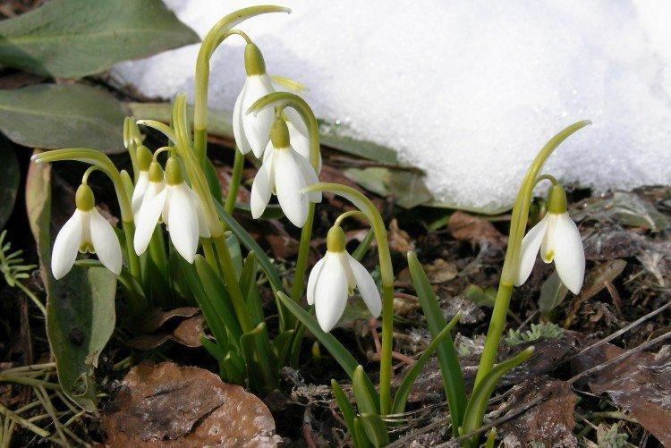 Подснежники – фото