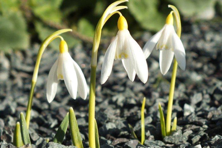 Подснежники – фото