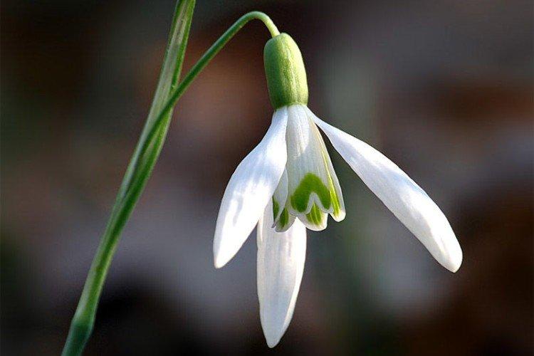 Подснежники – фото