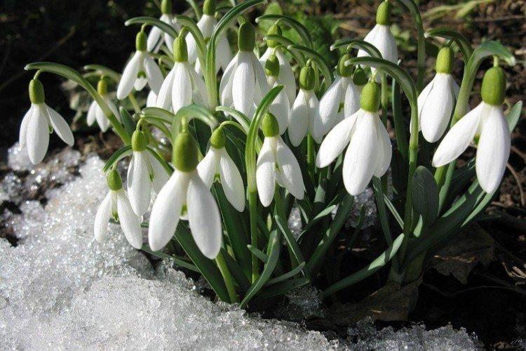 Подснежники – фото
