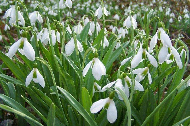 Подснежники – фото