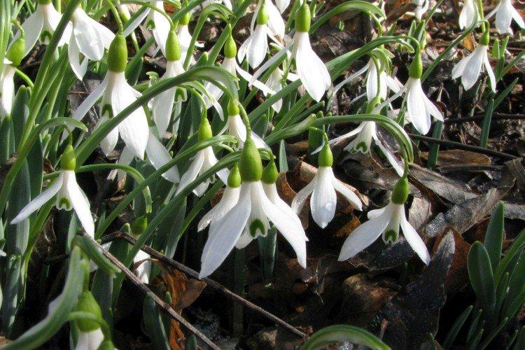 Альпийский подснежник