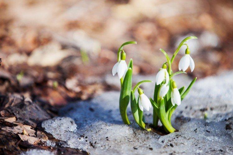 Подснежники – фото