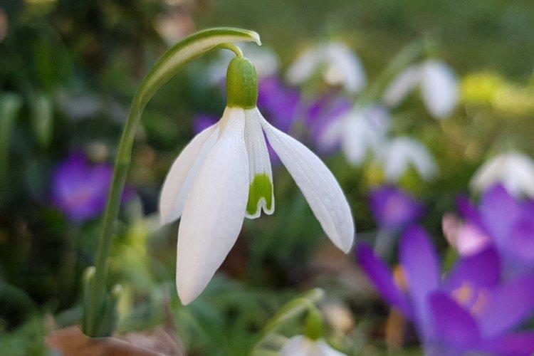 Подснежники – фото