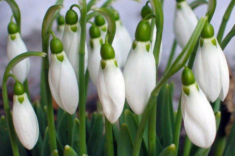 Подснежники – фото