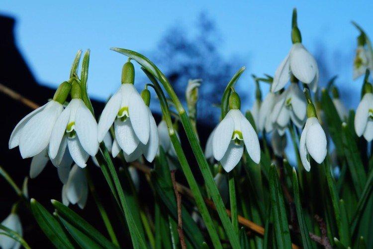 Подснежники – фото