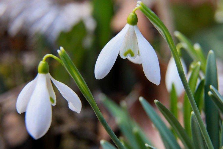 Подснежники – фото