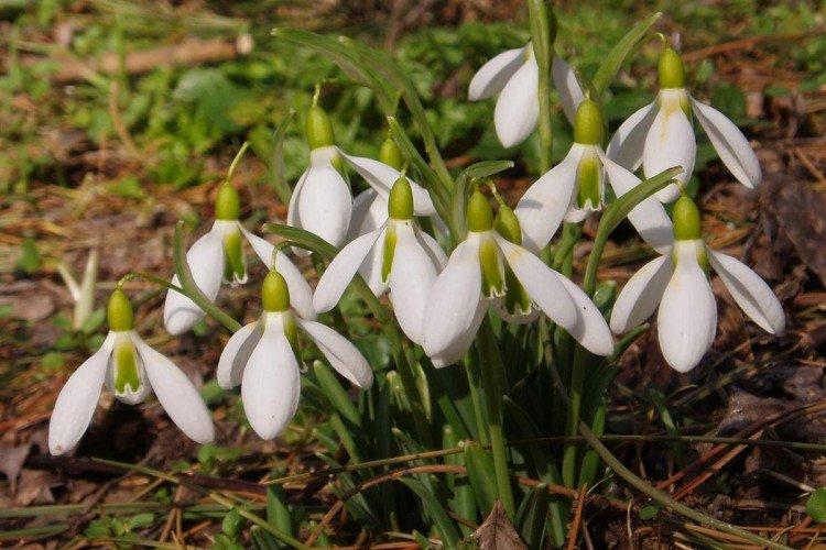 Складчатый подснежник