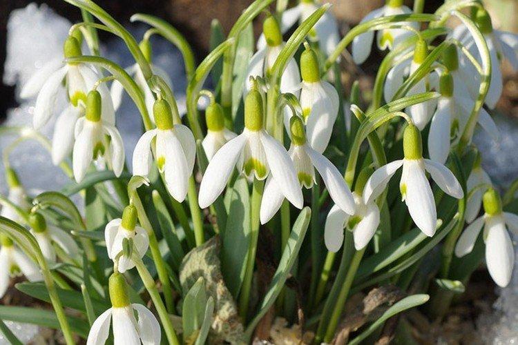 Кавказский подснежник