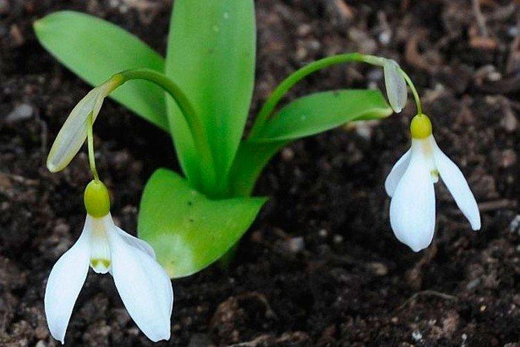 Широколистный подснежник