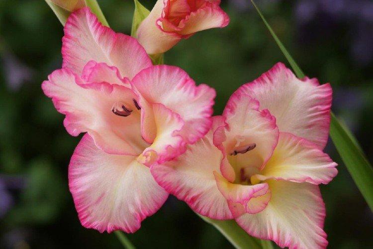 Хранение луковиц