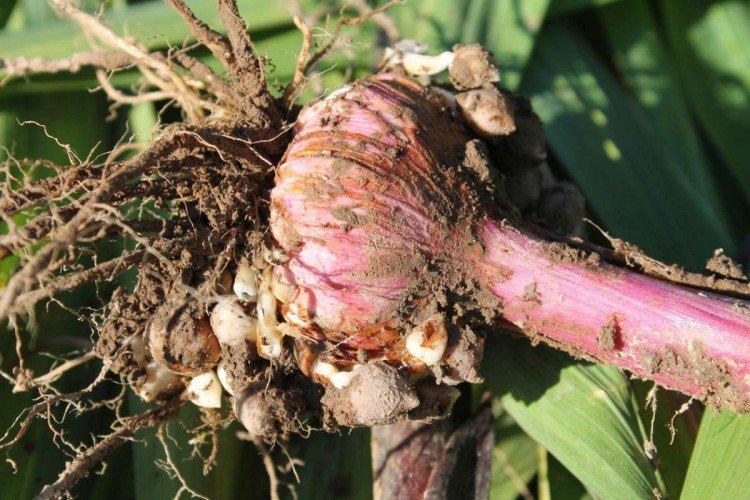 Борьба с вредителями и болезнями