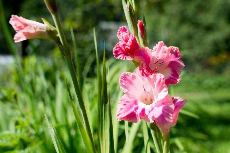 Гладиолусы – фото