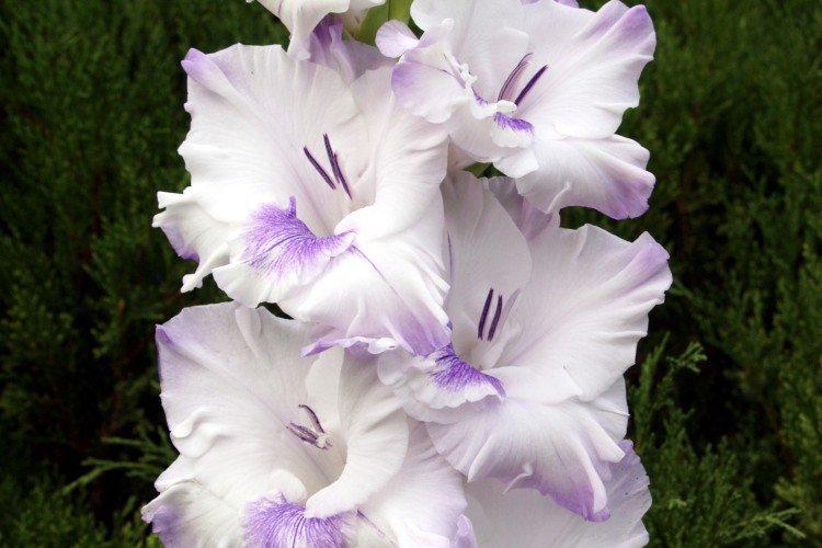 Гладиолусы – фото