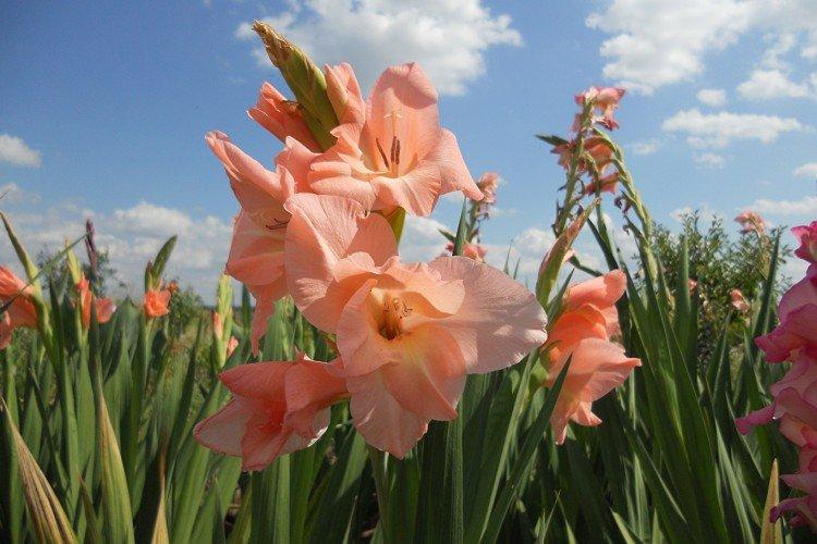 Гладиолусы – фото