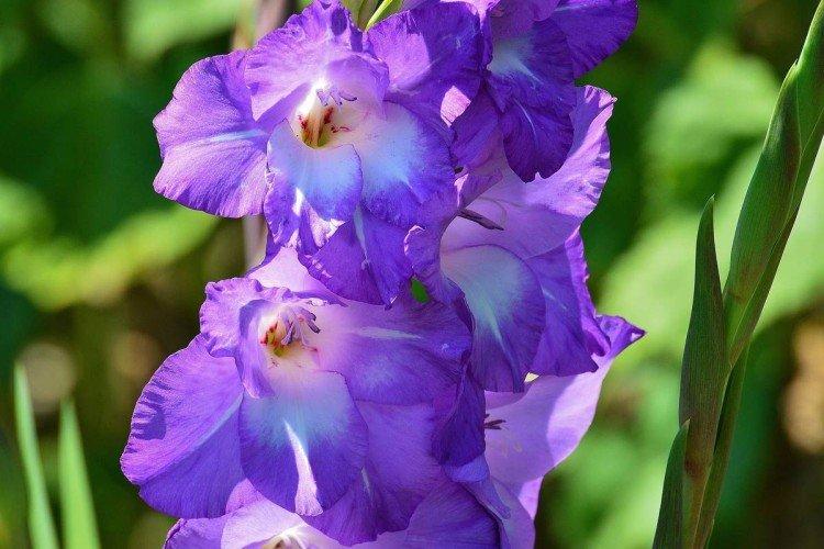 Гладиолусы – фото