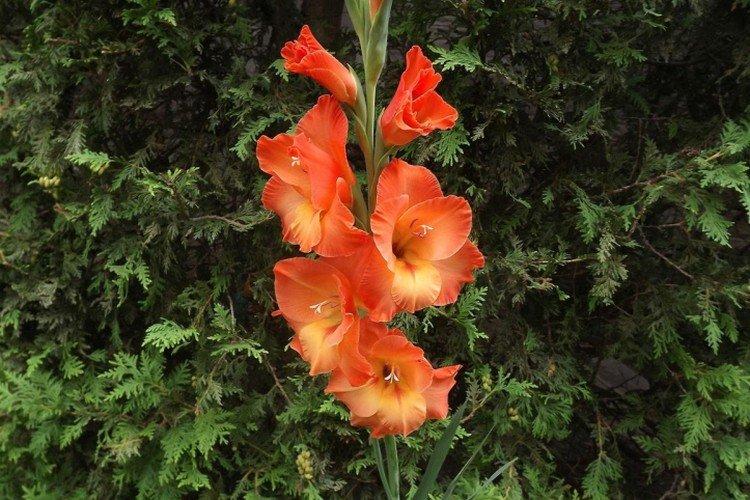 Гладиолусы – фото