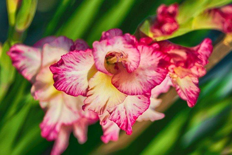 Гладиолусы – фото