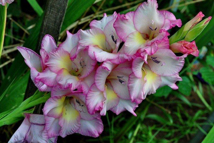 Гладиолусы – фото