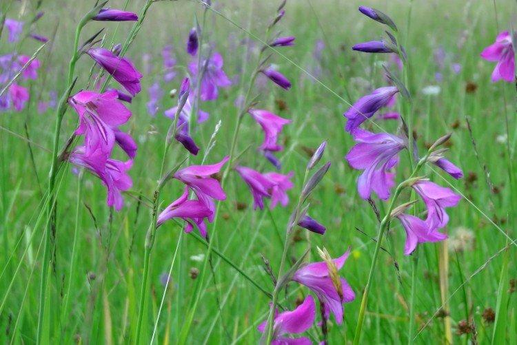 Болотный гладиолус