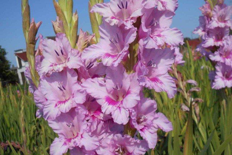 Гладиолусы – фото