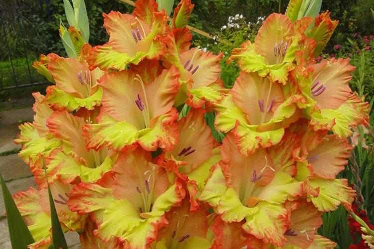 Гладиолусы – фото