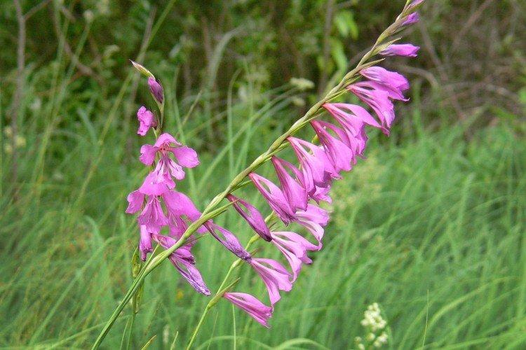 Черепитчатый гладиолус