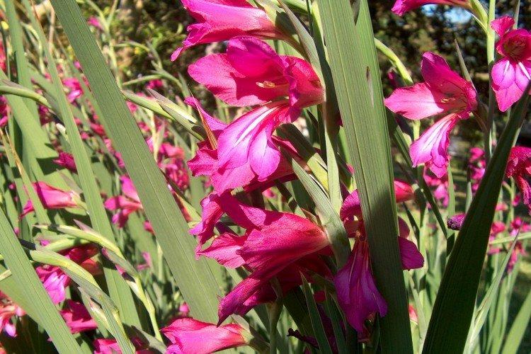 Византийский гладиолус