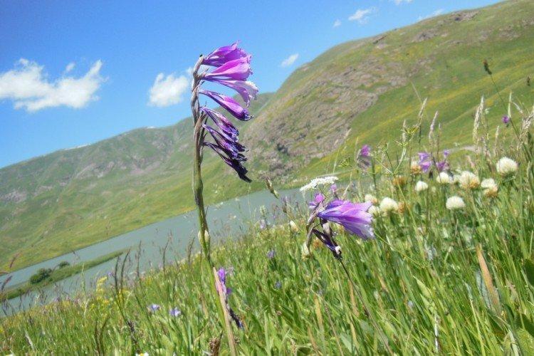 Гладиолус Кочи