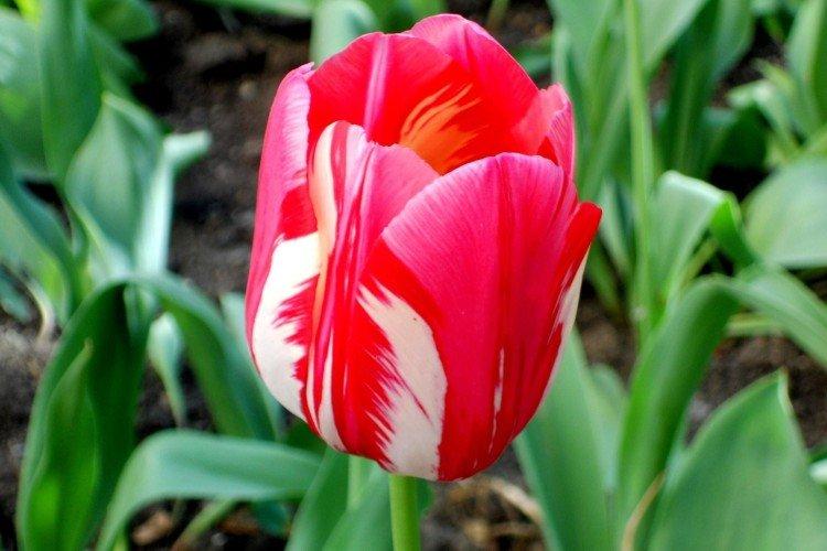 Окучивание