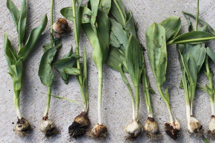 Борьба с вредителями и болезнями